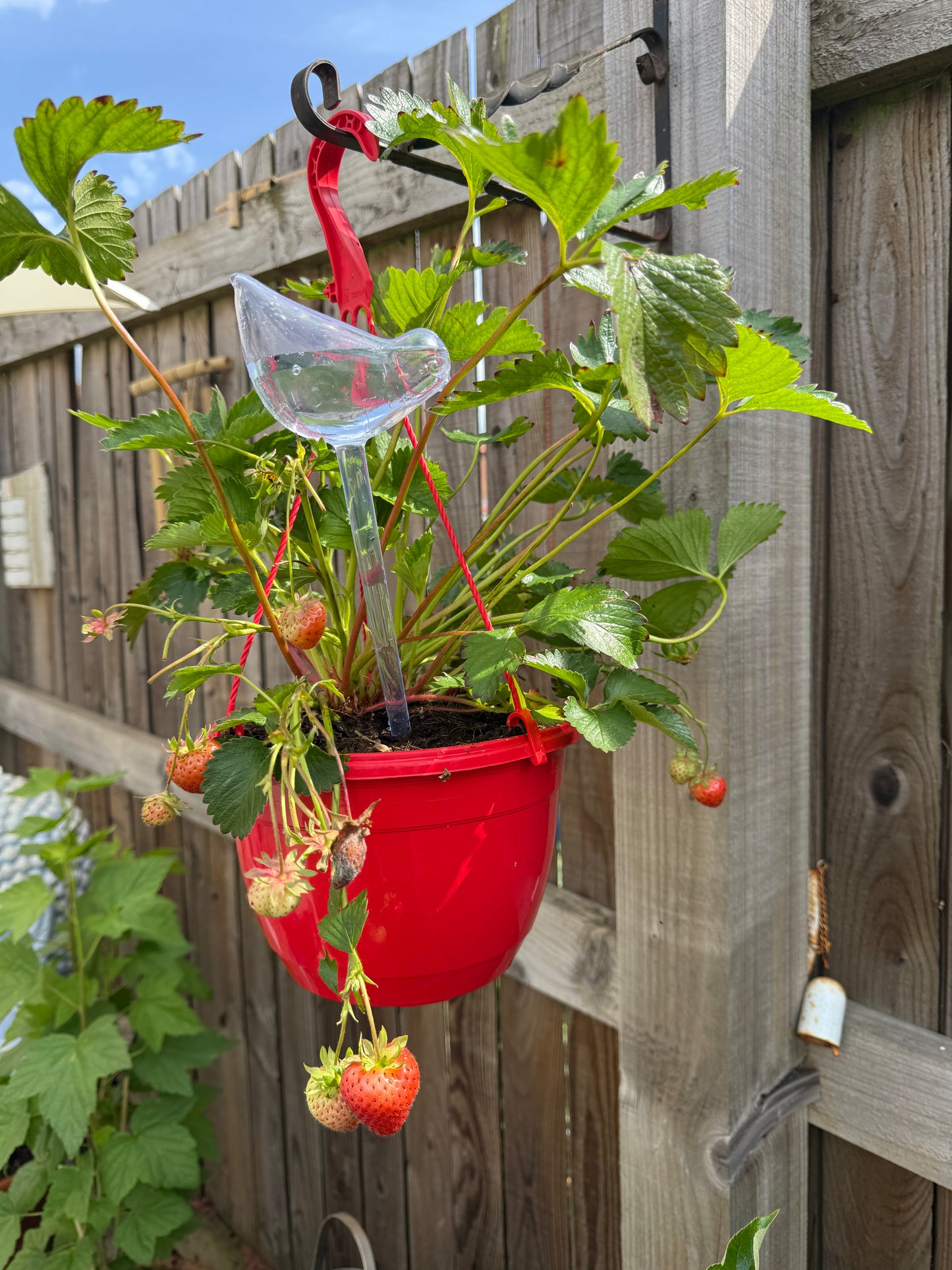 Garden Bird Water Dispener