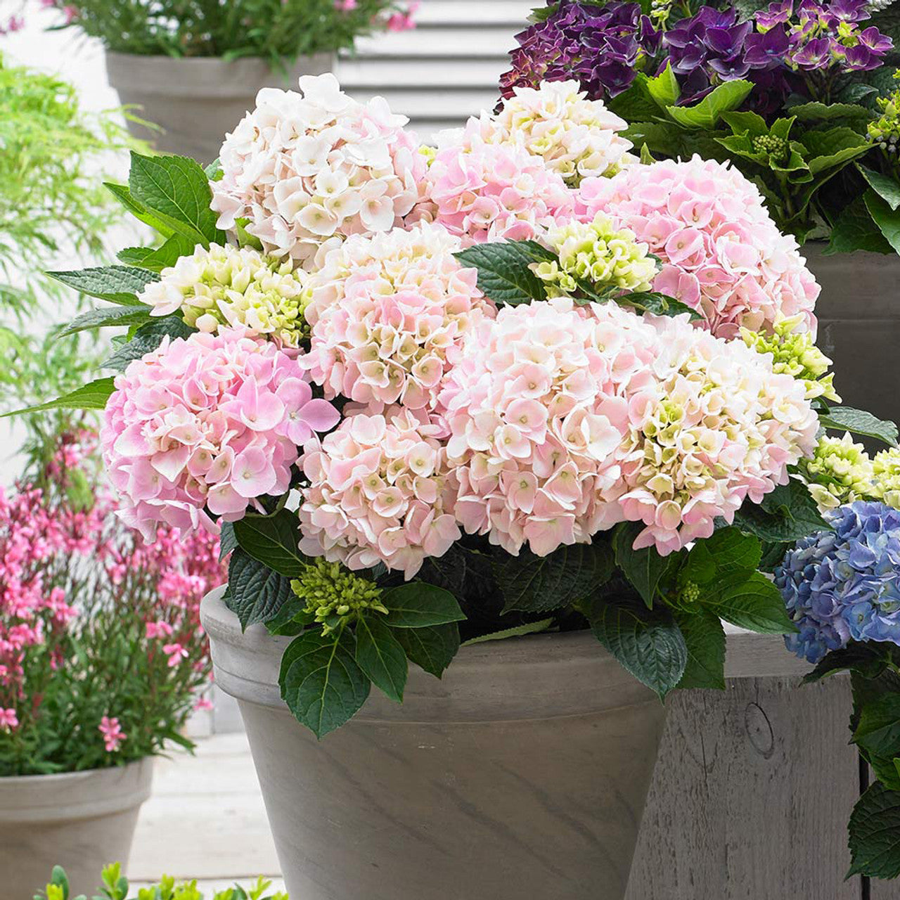 Light Pink Artificial Hydrangeas Stems