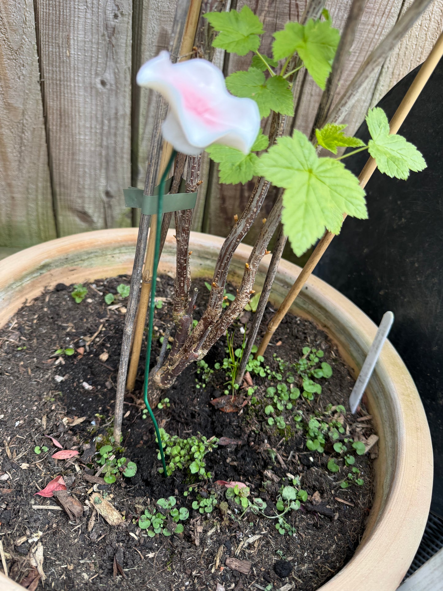 White Ceramic Bee Station