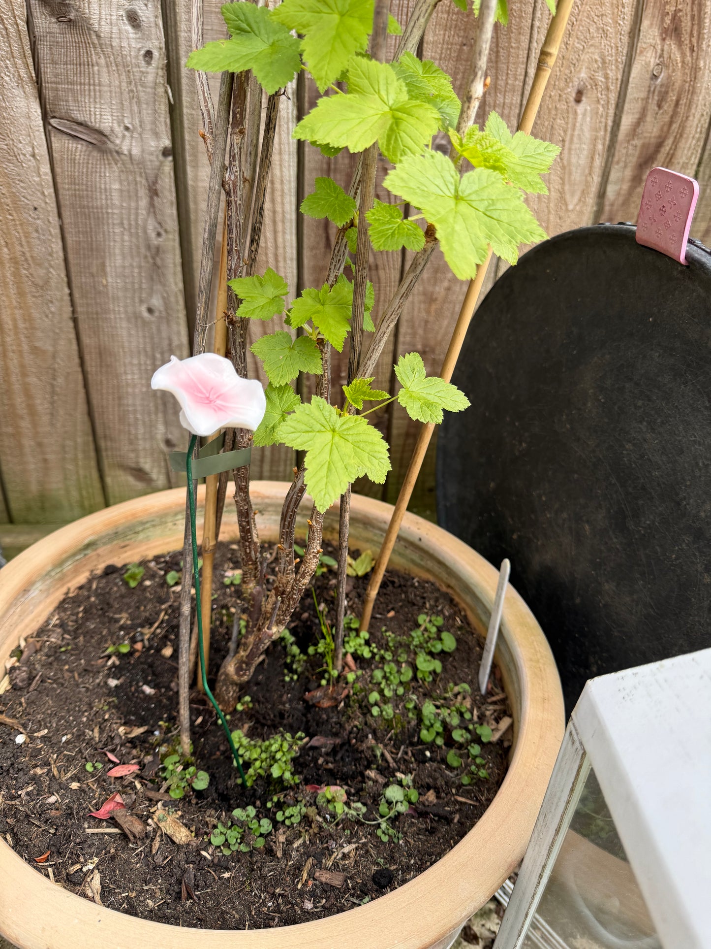 White Ceramic Bee Station