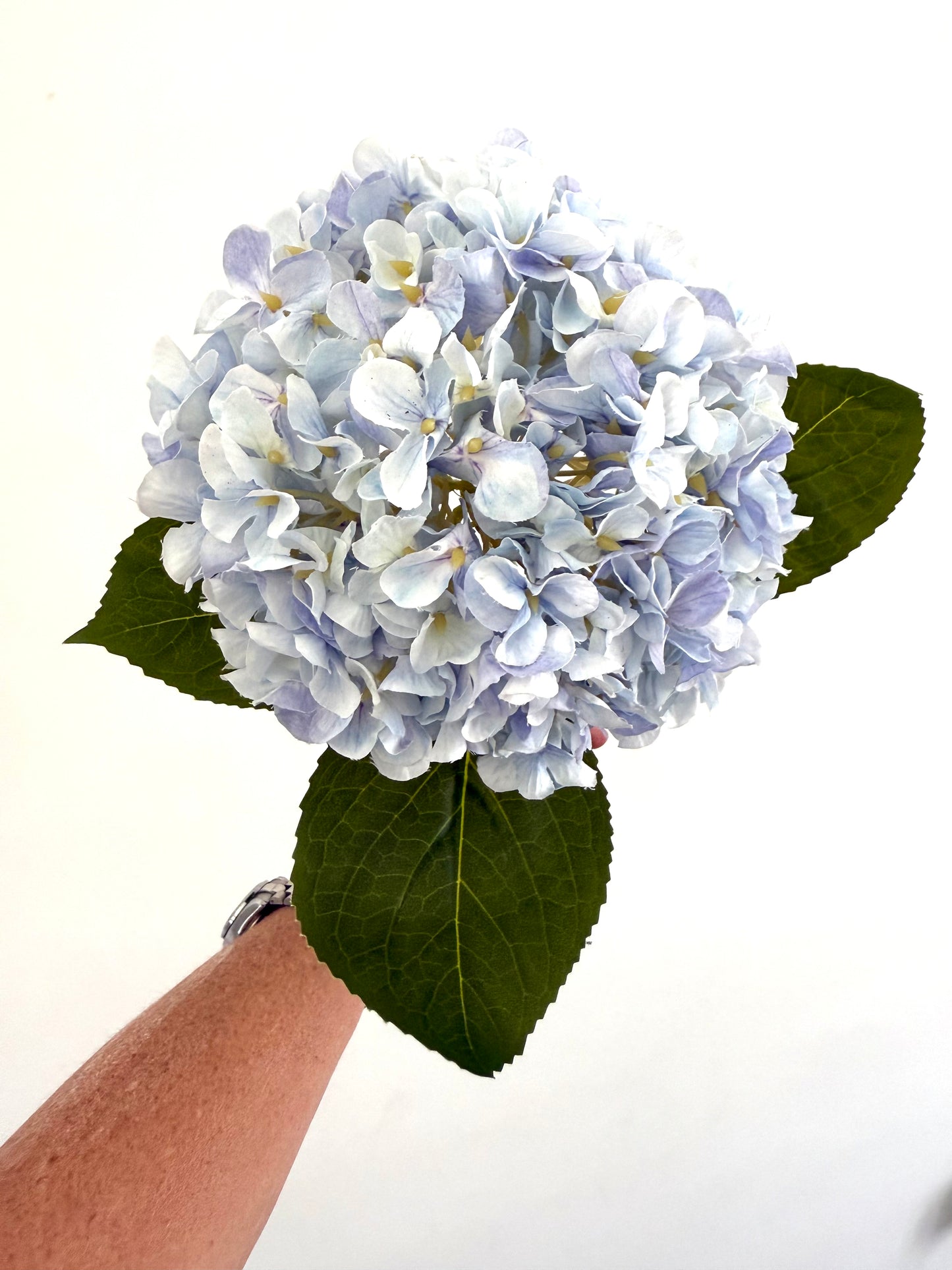Lilac Blue Tall Premium Hydrangeas